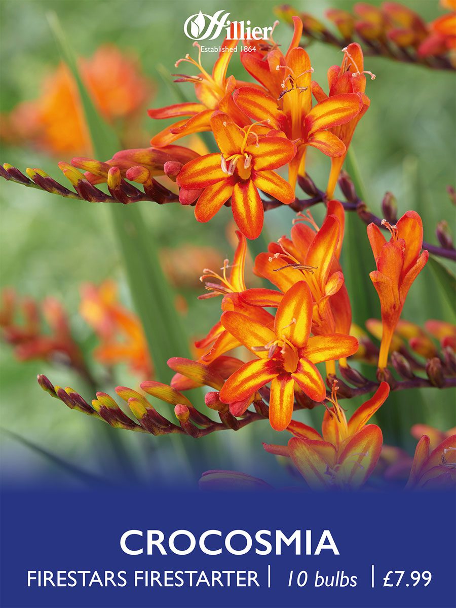 8718641970430 1 Crocosmia Firestarter.jpg
